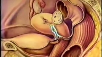 Female reproductive tract anatomy